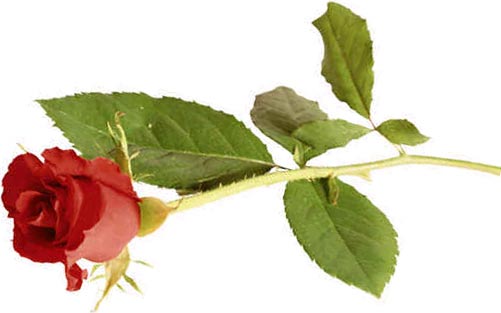 Jamaica Red Rose