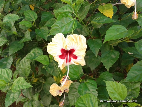 Flora And Fauna At Sandy Haven Resort