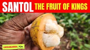 10 Benefits Of The Santol Fruit