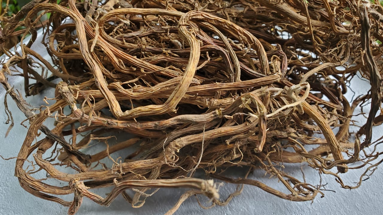 jamaican sarsaparilla