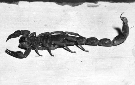 Scorpions In Jamaica | (Photo Credit: Jamaica Gleaner)