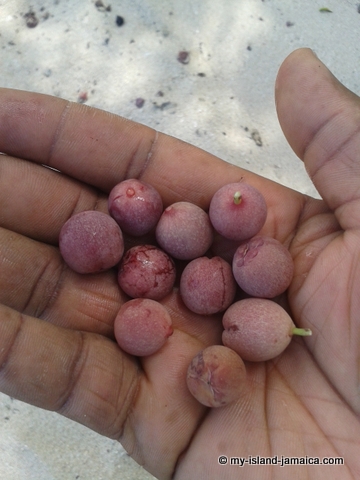 sea_grapes_at_cornwall_beach
