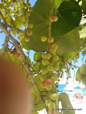 sea-grapes at cornwall beach