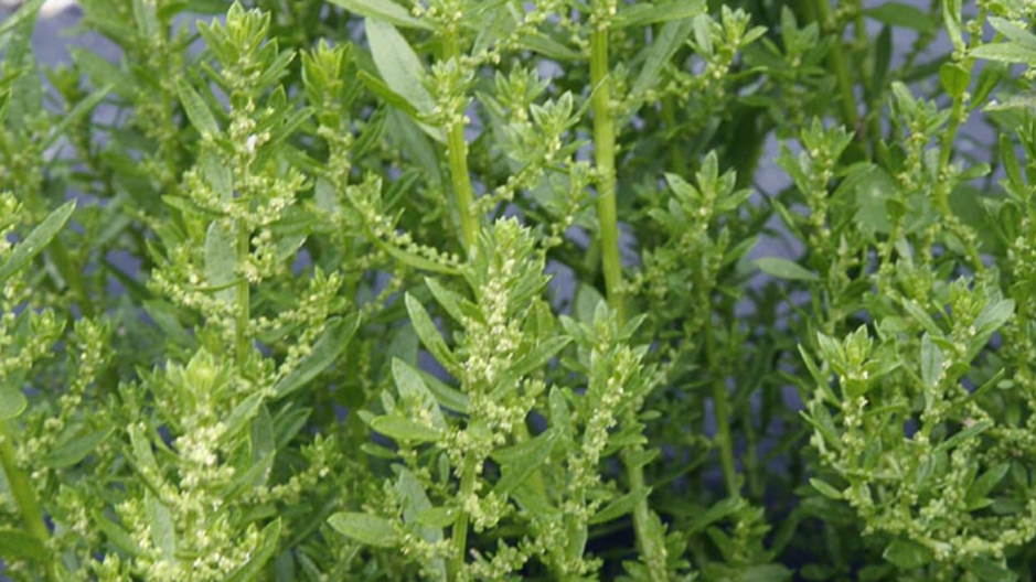 semi-contract-weed-jamaica-wormweed-wormbush