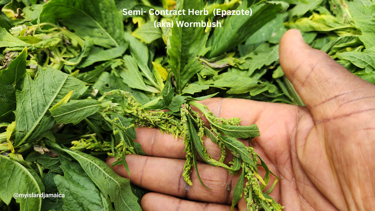 semi-contract-wormbush-herb-apazote-jamaica