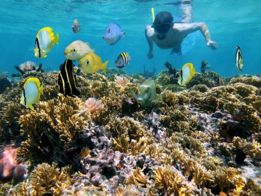 Explore the best of the Caribbean's aqua life! Enjoy exciting snorkeling in Jamaica.