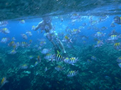 snorkeling_in_jamaica_barrett_adventures