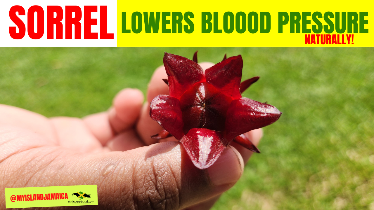 sorrel for high blood pressure