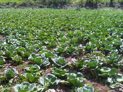 A small field of Cabbage