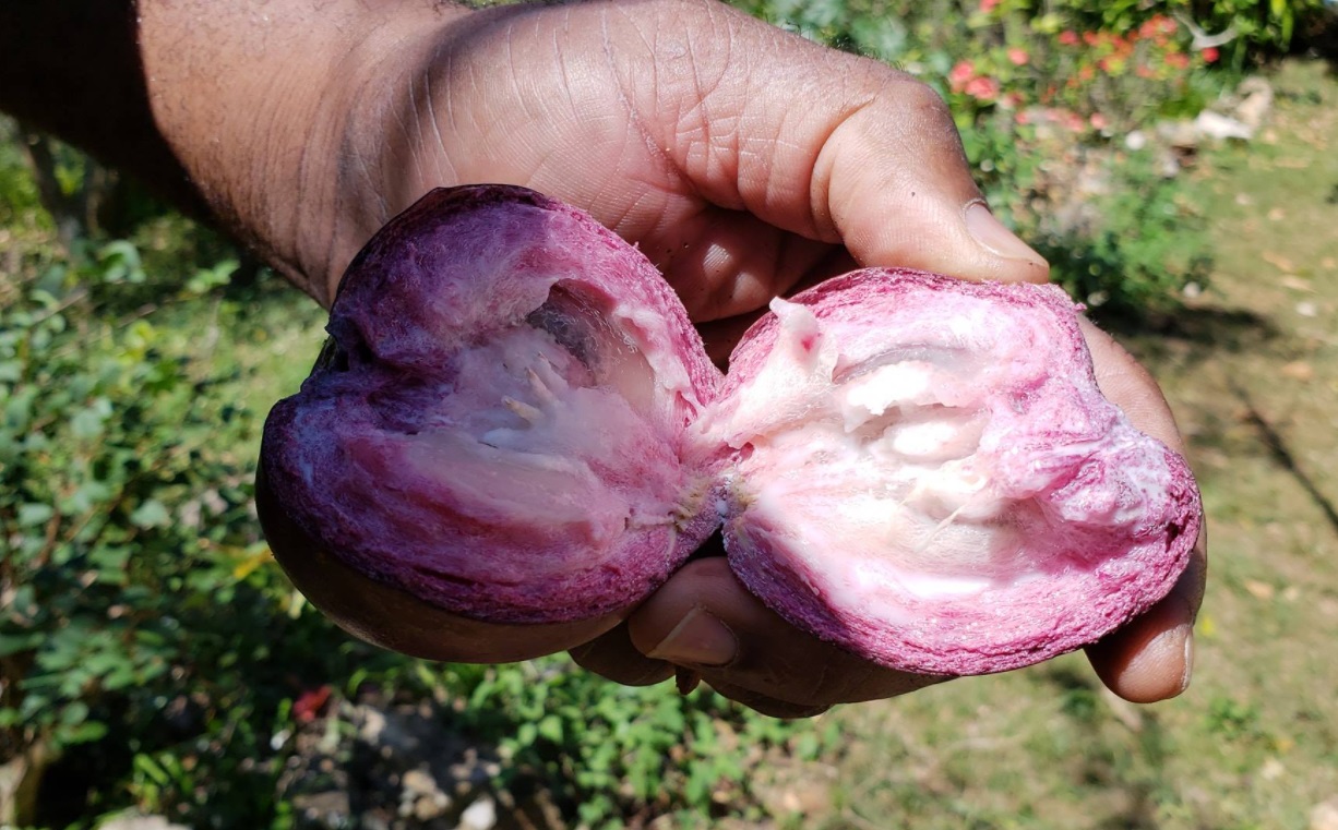 Most Eaten Fruits In Jamaica The Fruits Jamaicans REALLY Love