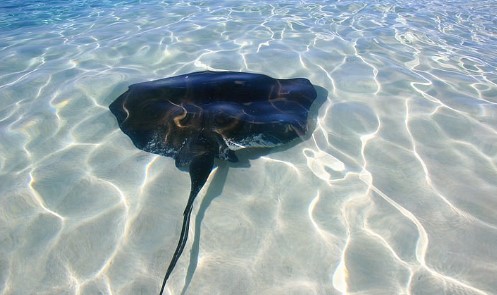 stingarays_turks_caicos