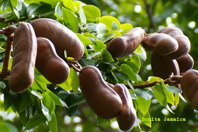 Jamaican Stinking Toe Fruit | Bonita Jamaica