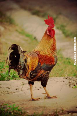 Jamaican Rooster