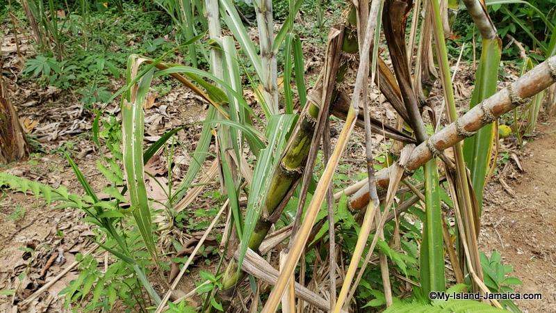 sugar_cane_farming_in_jamaica