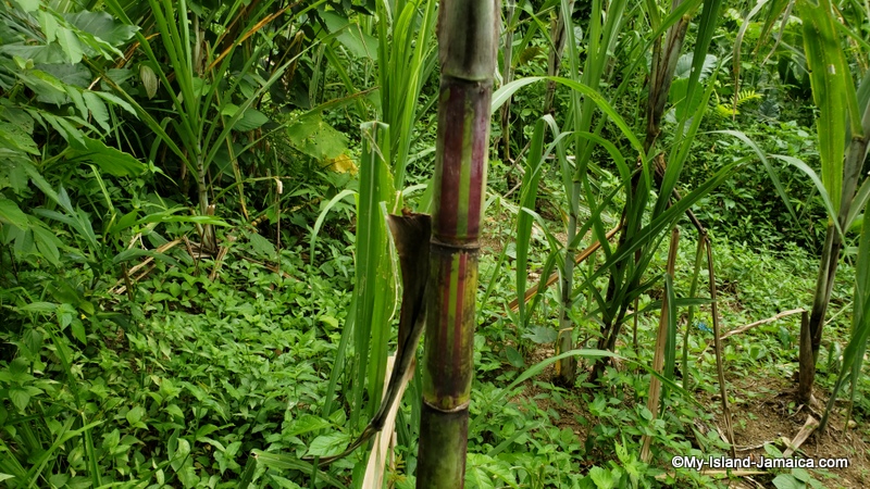 sugar_cane_jamaican