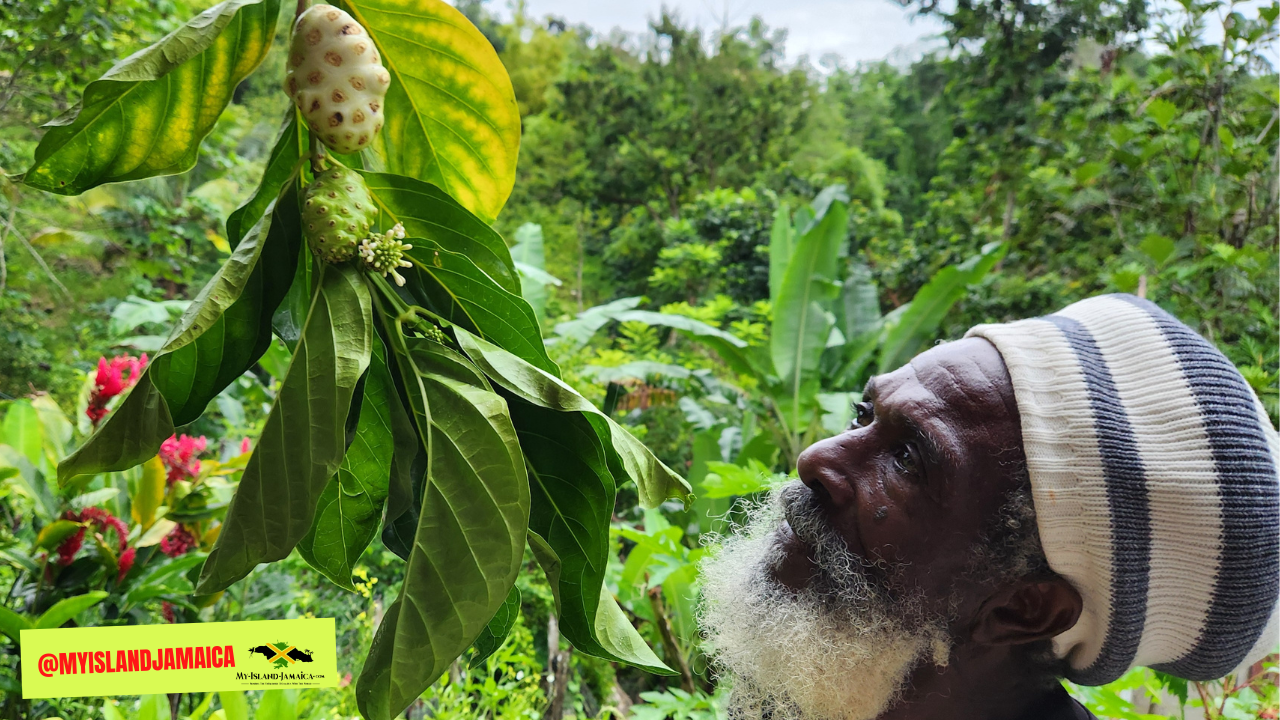 surprising_health_beneifts_of_noni_rasta