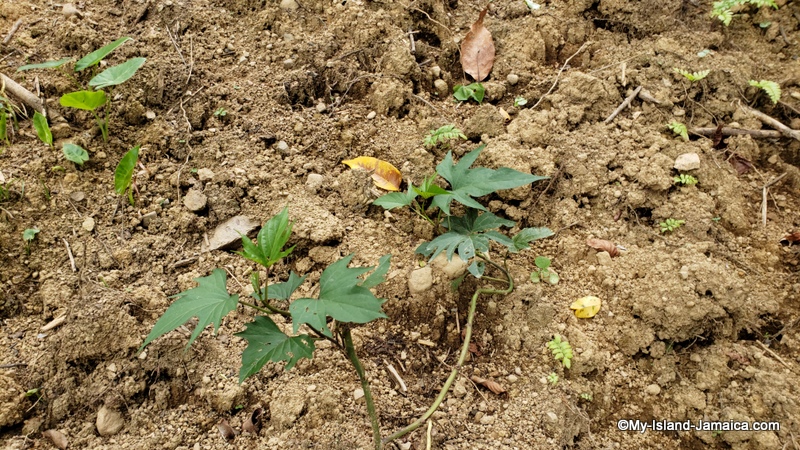 sweet_potato_farming_in_jamaica