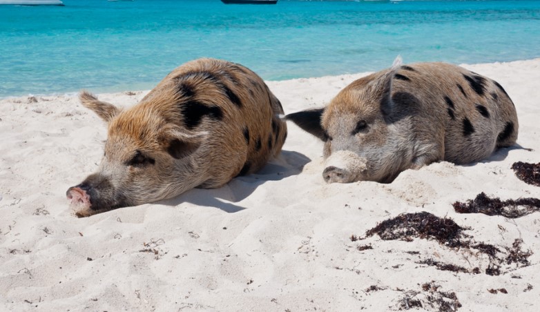 Swimming With The Pigs - Pig Island, Exuma Cays, Bahamas (Photo: Bahamasairtours.com)