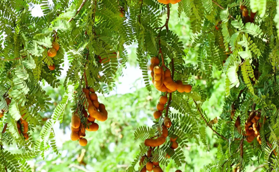 tamarind in jamaica