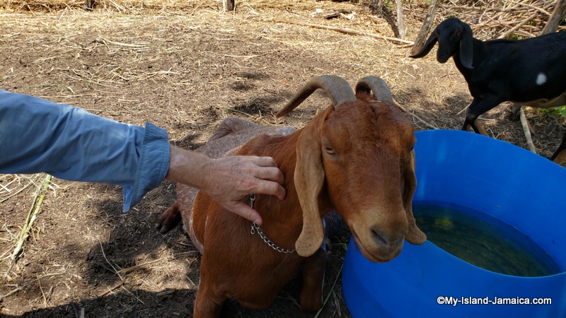 They visited Jamaica close to 100 times combined! Then decided to make it home. But what would they do? Here's the story of Ruth and Byron's Jamaican Goat Farm.