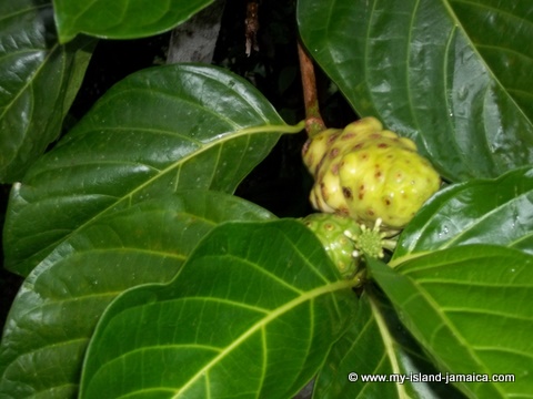 Jamaican Noni Tree At Tapioca Village Retreat