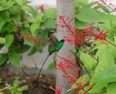 <b><font color=red>Photo Contest Entry #8</font></b><br>The Doctor Bird