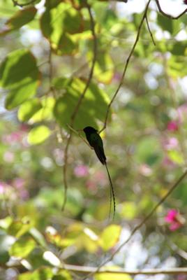 The Doctorbird - Jamaica's Hummingbird