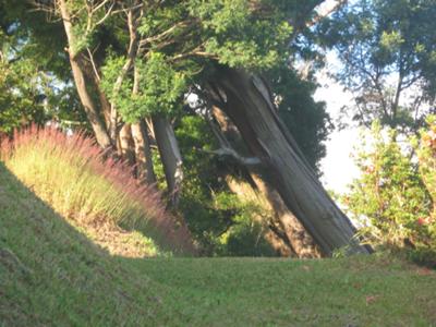 The Tilted Tree at Cinchona
