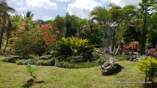 Jamaican Backyard Garden Jamaican Backyard Garden