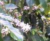 Jamaican Coffee flowers       