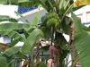Jamaica Banana tree