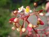 Jamaican Begonia Flowers