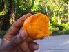 Enjoying a juicy Jamaican Mango - The 'Stringy'