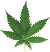 Leaf of Marijuana Plant