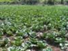 A small field of Cabbage