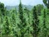 Marijuana Plants