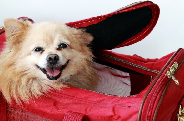 What are the best pet-friendly hotels in Jamaica?