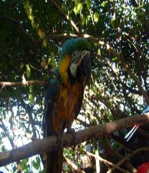 Dolphin Cove Parrot