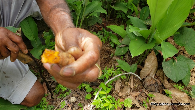 tumeric_farming_in_jamaica