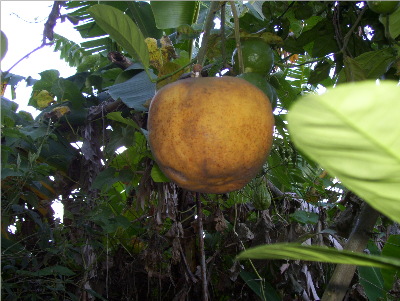 Jamaican Fruit - 'The Ugli'