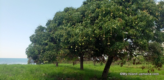 villa_in_jamaica_ivys_cove_mango_tree