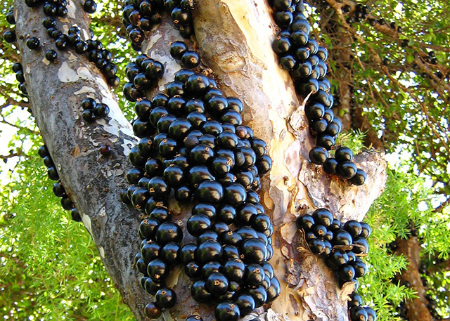 What Is Jaboticaba?