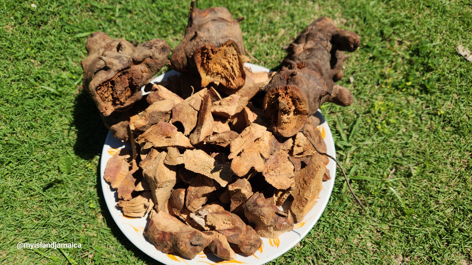 what_is_chaney_root_in_jamaica
