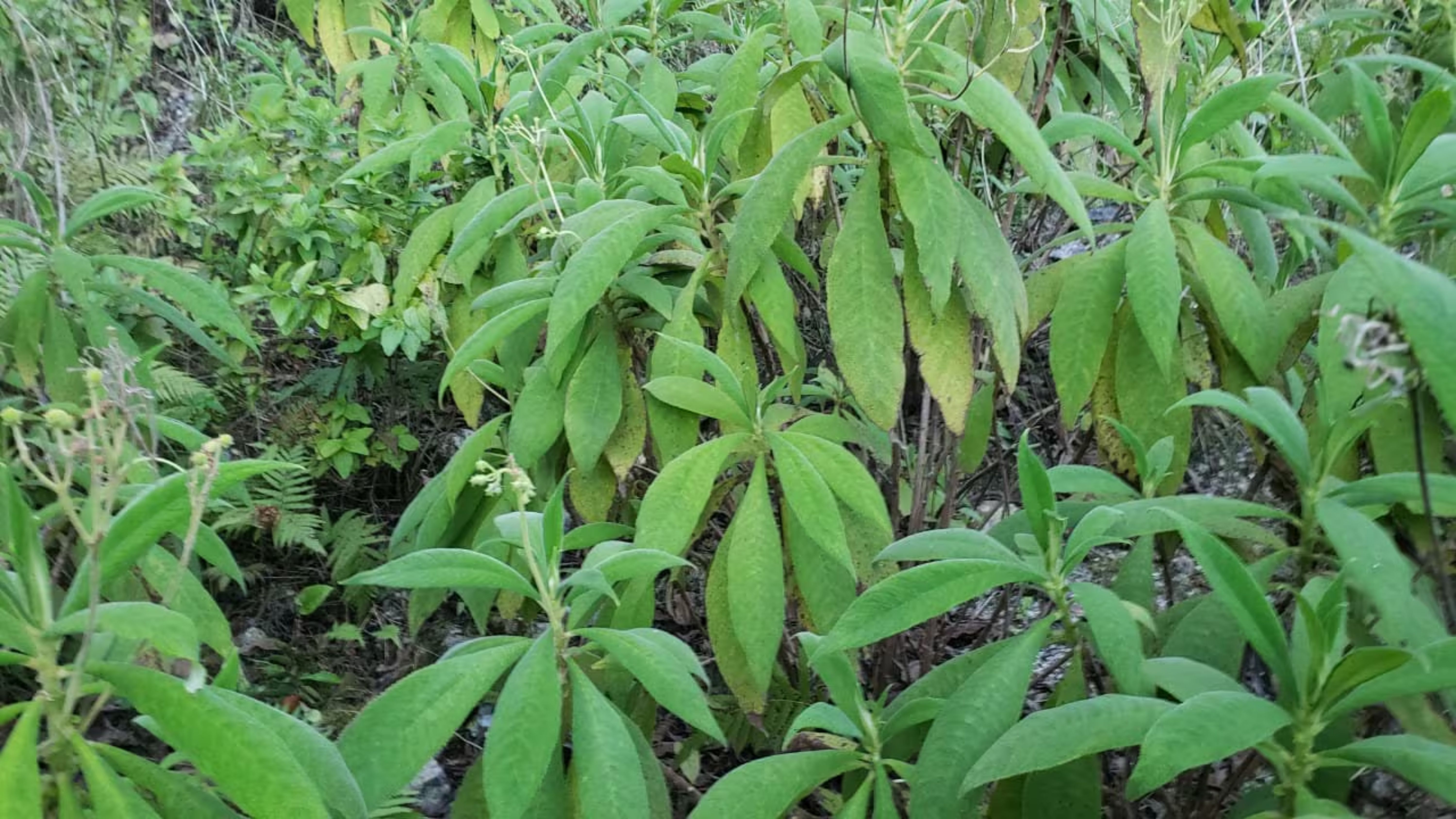 what_plant_is_search_mi_heart_herb
