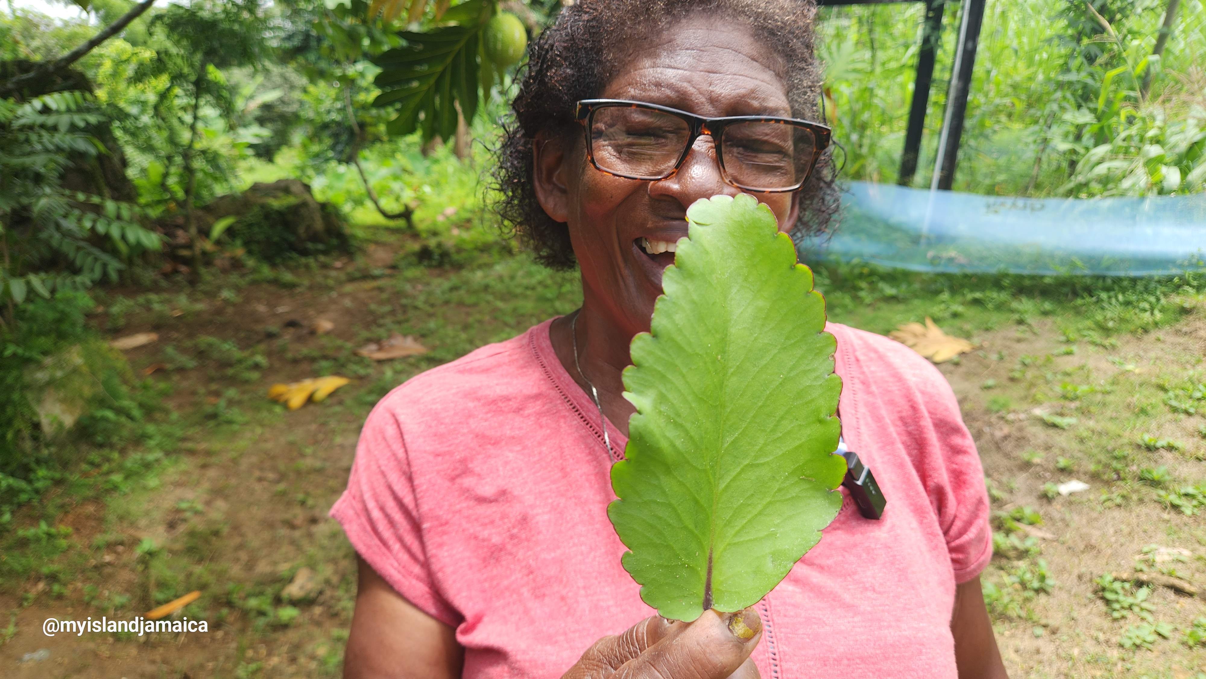 why_do_jamaicans_value_leaf_of_life