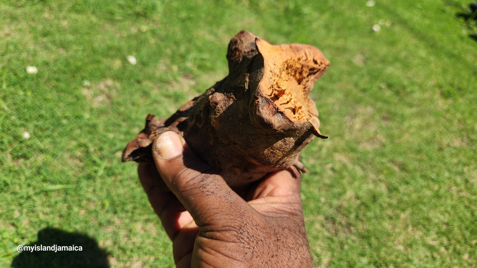 why_jamaicans_value_chaney_root_chainy_root_chany_root