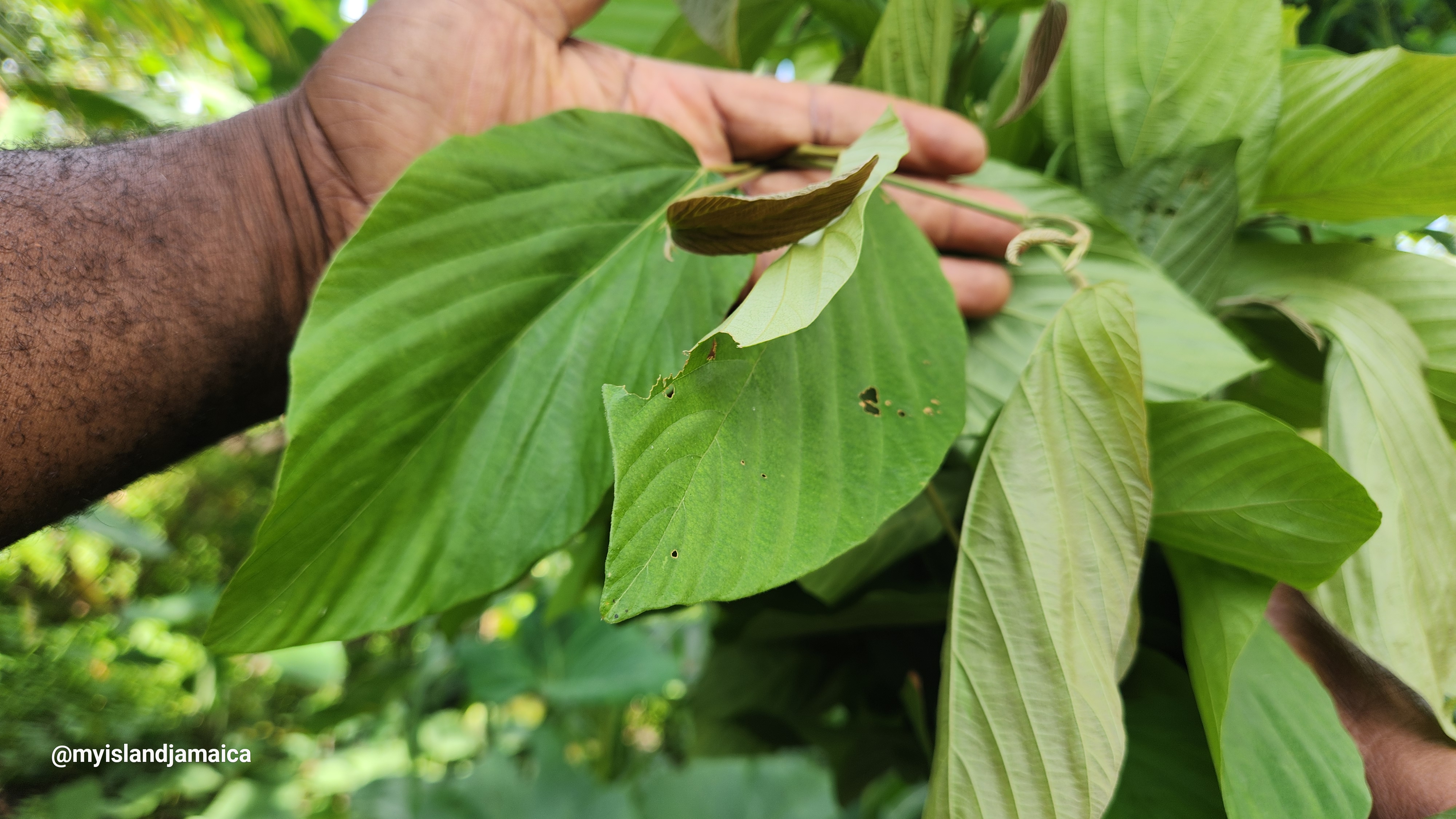 Jamaican Wild Hops plant
