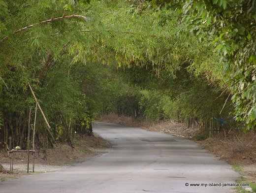 Holland Bamboo Jamaica