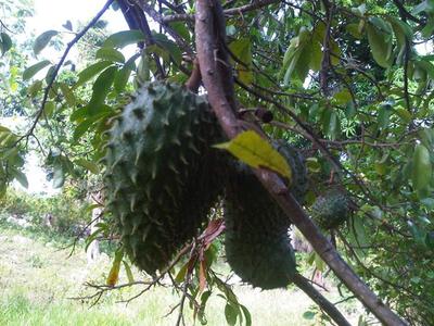 soursop leaves in Jamaica