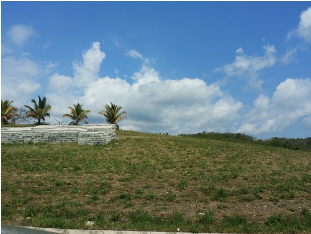 Vacant land in Jamaica with overgrown trees and shrubs
